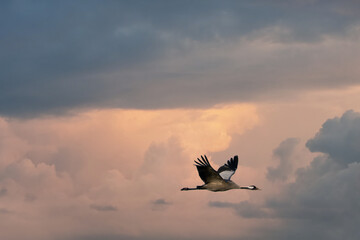 Cranes fly in the sky at sunset. Migratory birds on the Darss. Wildlife photo