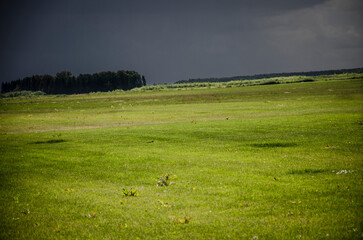 Obraz premium green meadow with dark clouds and forest in background. russia
