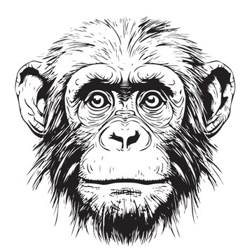 Monkey face sketch hand drawn in doodle style illustration Cartoon
