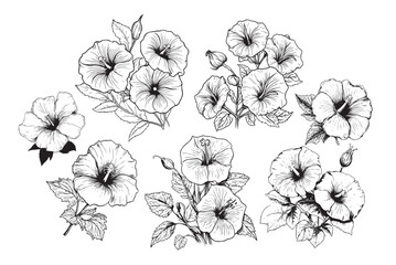 Collection set of morning glory flower and leaves drawing illustration. for pattern, logo, template, banner, posters, invitation and greeting card design. - obrazy, fototapety, plakaty