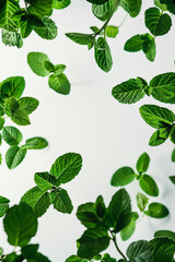green peppermint, on a white background