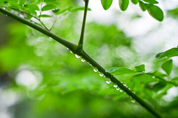 Moringa leaves with water drops