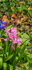 Purple blossoms of a hyacinth, also called Hyacinthus orientalis or garden hyacinth