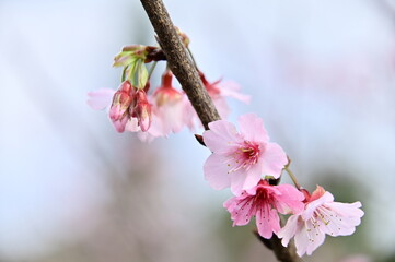 Cherry blossom viewing in Japan highlights life's fleeting beauty and promotes living in the...