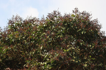 Fototapeta na wymiar Ligustrum lucidum tree with many blue berries. Wax-leaf privet tree on early springtime