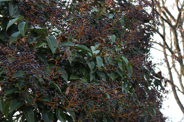 Ligustrum lucidum tree with many blue berries. Wax-leaf privet tree on early springtime