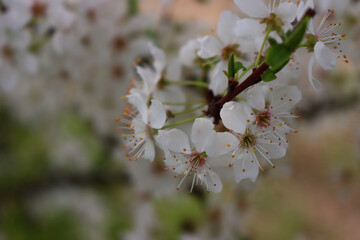 Close-up of Blackthorn tree with beautiful white flowers. Prunus spinosa in bloom on springtime