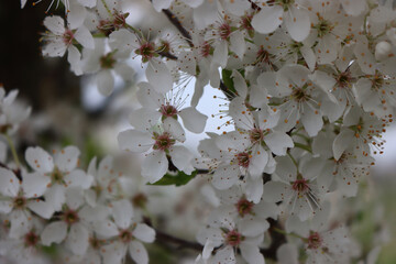 Close-up of Blackthorn tree with beautiful white flowers. Prunus spinosa in bloom on springtime - obrazy, fototapety, plakaty