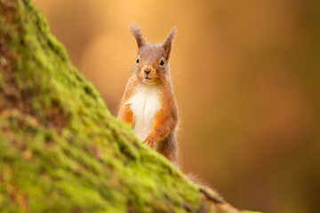 Naklejka na ściany i meble Red Squirrel on a mossy tree, Cumbria, UK.