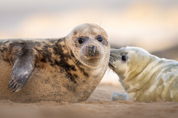 Fototapeta premium Young Grey Seal pup with its mum on the beach in Norfolk, UK.