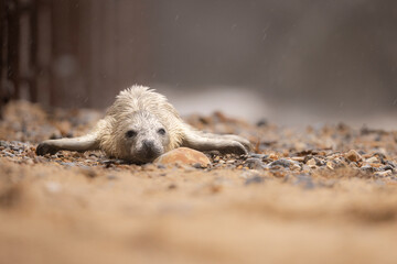 Grey Seal pup of a pebble beach in Norfolk, UK.