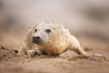 Grey Seal pup of a pebble beach in Norfolk, UK.