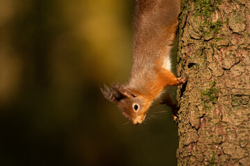 Red Squirrel climbing down a pine tree, Cumbria, UK.