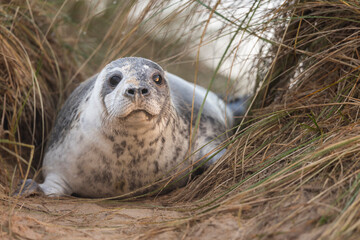 a seal laying in the sand looking up at the camera