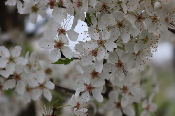 Close-up of Blackthorn tree with beautiful white flowers. Prunus spinosa in bloom on springtime
