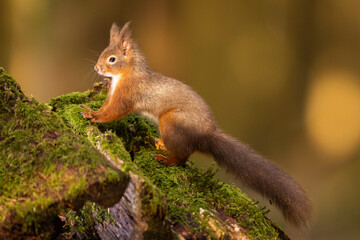 Naklejka na ściany i meble Red Squirrel climbing on a mossy tree, Cumbria, UK.