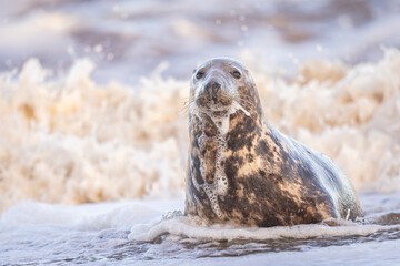 Fototapeta premium Grey Seal being washed over by a wave, Norfolk, UK.