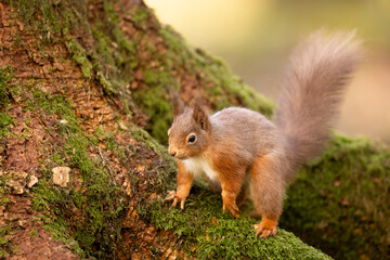 Naklejka na ściany i meble Red Squirrel climbing on a mossy tree, Cumbria, UK.