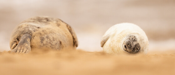 Obraz premium Grey Seal pup with its mum on the beach in Norfolk, UK.