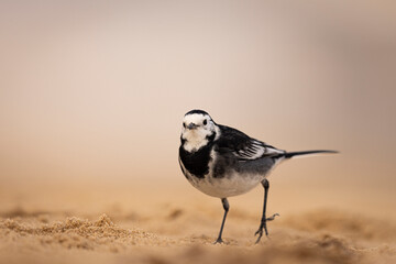 Obraz premium Pied Wagtail on the beach in Norfolk, UK.