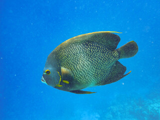Underwater photo of a French angelfish (Pomacanthus paru) in blue Caribbean water, Bonaire Island, Caribbean Netherlands - 764654727