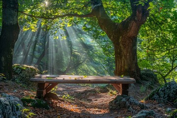 Enchanted Forest Scene with Sunbeams Filtering Through Trees onto Secluded Wooden Bench in Tranquil Nature Setting