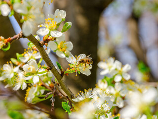 Honeybee collects nectar from flowering tree blossoms in a vibrant spring scene