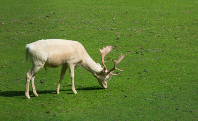 Profile of fallow deer (Dama dama) in the green meadow of italian alps - 764657331