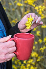 Preparing an infusion of fresh forsythia flowers. A woman's hand holds a few forsythia flowers and dips them into a mug of hot water.