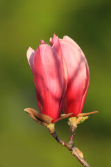 Magnolia blossom in spring, garden flower