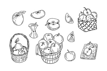 Set of sketch contour drawings of apples. Vector contour drawings of fruits for healthy eating on white background. Ideal for coloring pages, tattoo, stickers