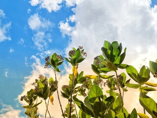 Green leaves with white clouds and blue sky background