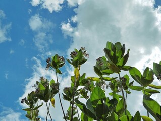 Green leaves with white clouds and blue sky background