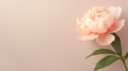 Elegant floral arrangement with peach peony on soft neutral backdrop