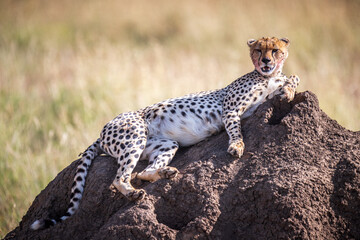 A Graceful Cheetah Resting Atop a Rocky Outcrop, Serengeti, Tanzania, Africa