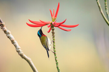 A Fork-tailed Sunbird’s Elegance Amidst Blooming Erythrina in Hong Kong