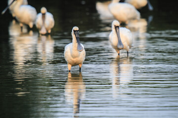 Tranquil Waters Reflecting Hong Kong’s Black-faced Spoonbills - obrazy, fototapety, plakaty