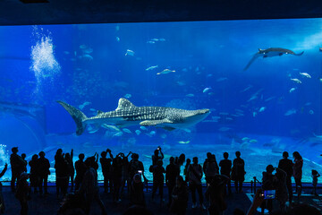 Majestic Whale Shark Graces Visitors at Okinawa Churaumi Aquarium, Japan