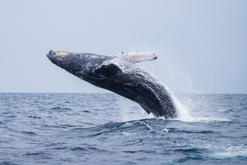 A Humpback Whale Breaching: A Soaring Spectacle at Okinawa Sea