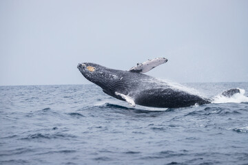 Fototapeta premium A Humpback Whale Breaching: A Soaring Spectacle at Okinawa Sea