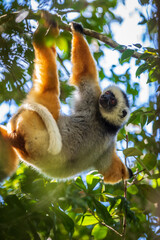 Fototapeta premium Graceful Diademed Sifaka Basks in Andasibe National Park’s Beauty, Madagascar, Africa