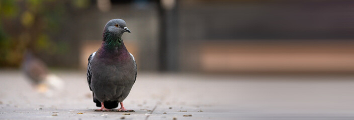 Urban Aviators: Pigeons Coexisting in the City