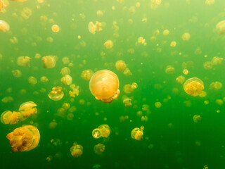 Golden Jellyfish Dance in the Emerald Waters of Palau’s Jellyfish Lake