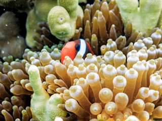 Vibrant Clownfish Hiding in the Coral Gardens Under the Sea of Palau