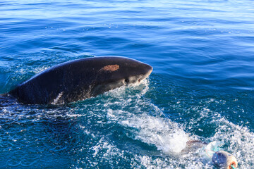 Great White Shark Emerges in Hermanus Waters, South Africa
