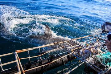 Thrilling Encounter: Cage Diving with Great Whites in Hermanus, South Africa
