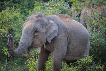 Yala’s Gentle Giant: The Sri Lankan Elephant’s Domain