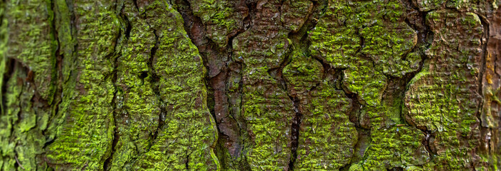 Nature's Tapestry: Close-Up of Mossy Tree Trunk