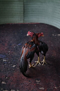 Roosters fighting in an arena inside animal traditional market in Indonesia