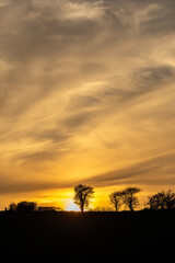 Looking up at bare trees on a hillside, silhouetted at sunset